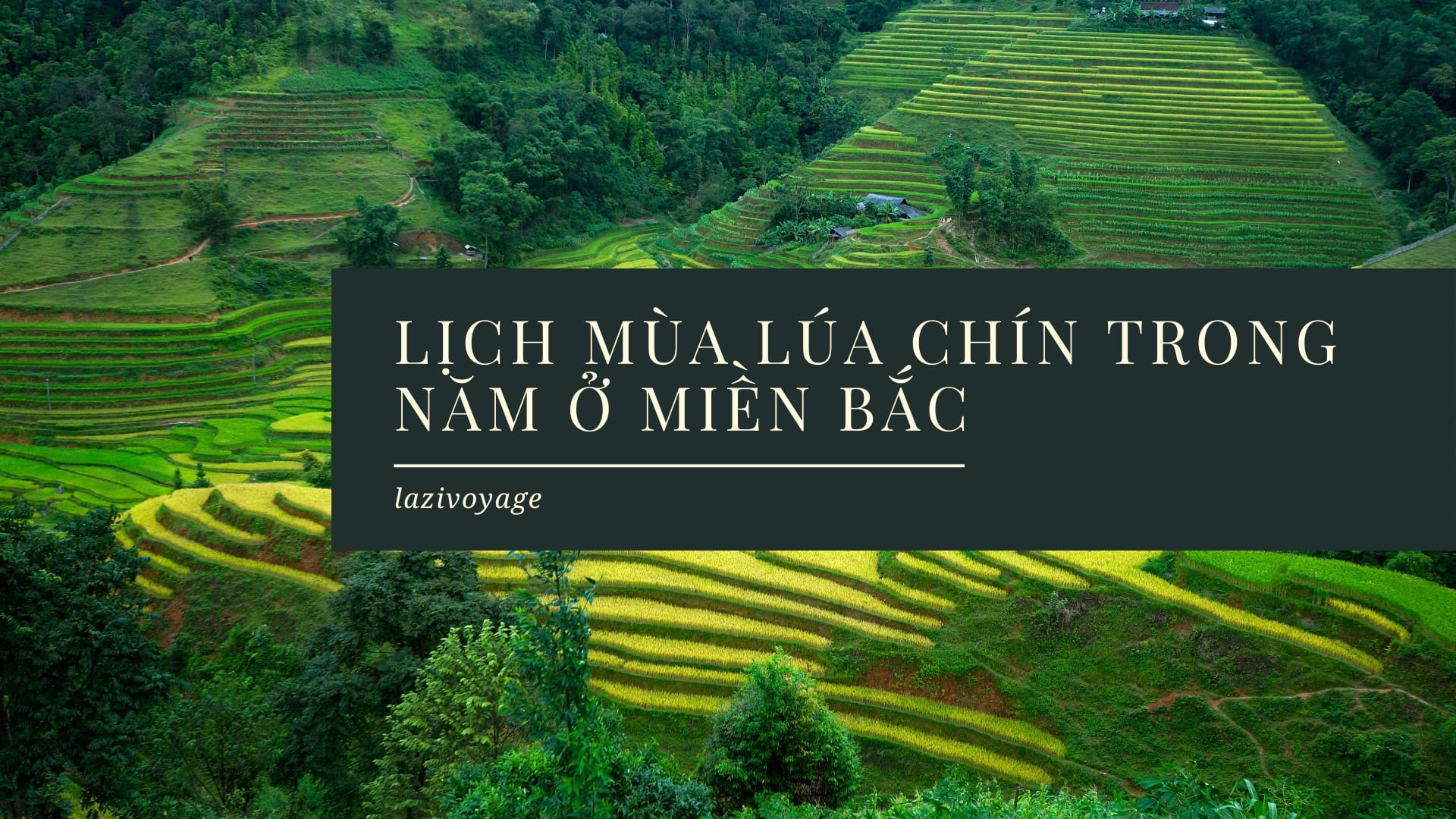 Lịch mùa lúa chín miền Bắc Việt Nam