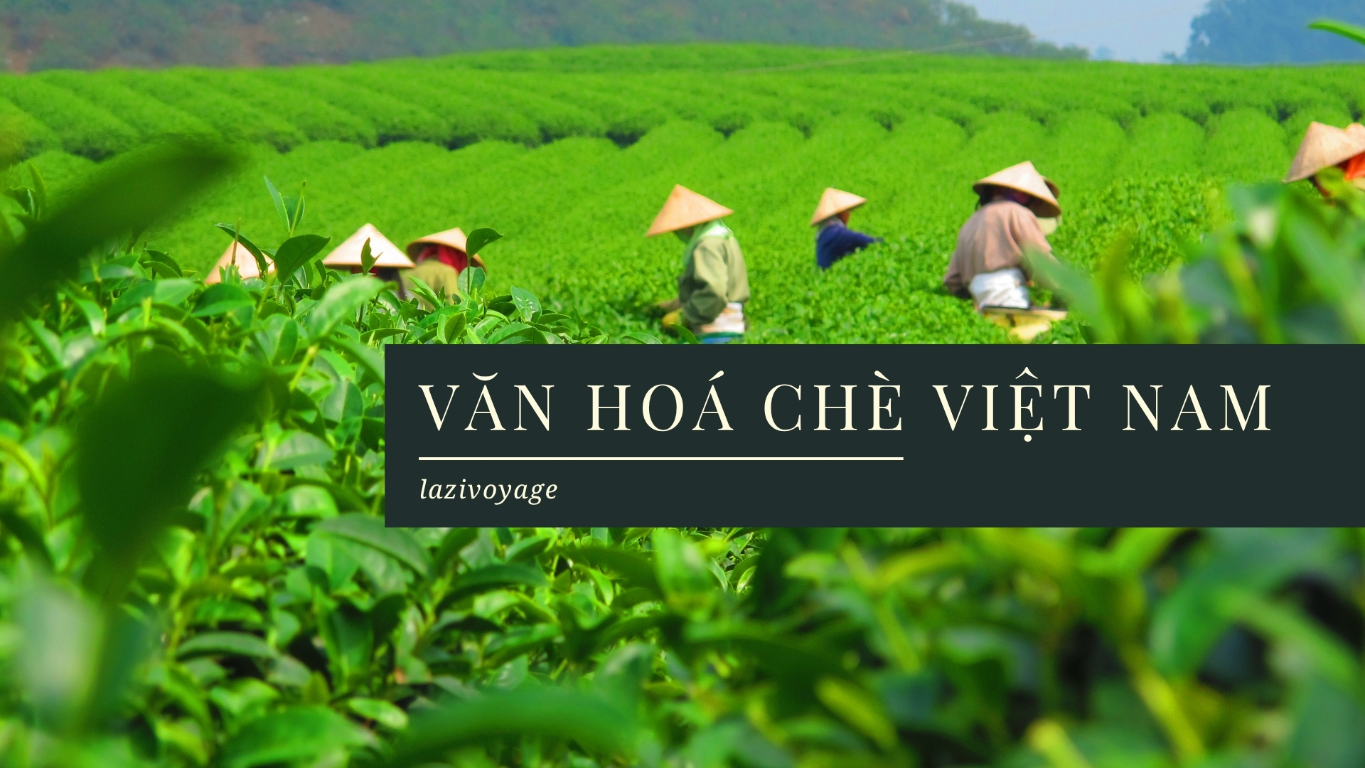 Văn Hoá Chè Việt Nam